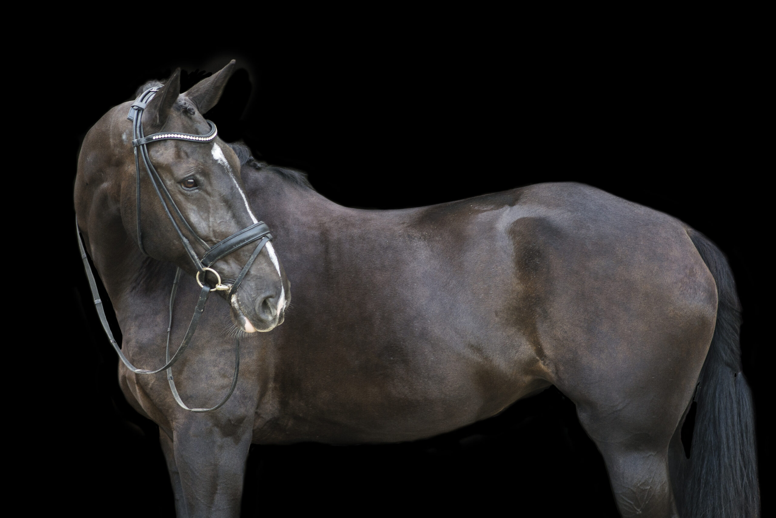 Friesian dressage mare looks backwards over shoulder on a black background portrait