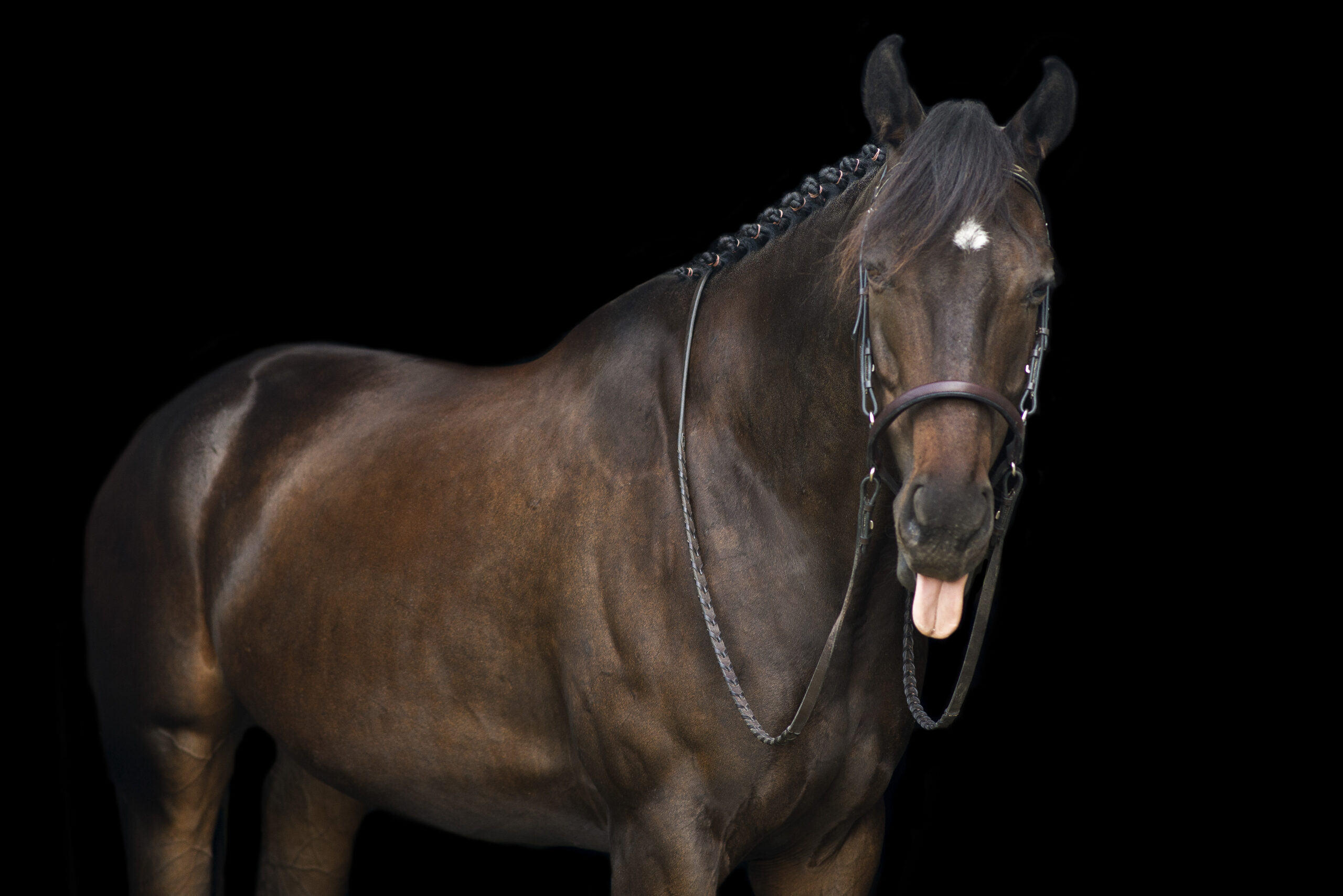 Thoroughbred gelding sticks tongue out for portraits on black background