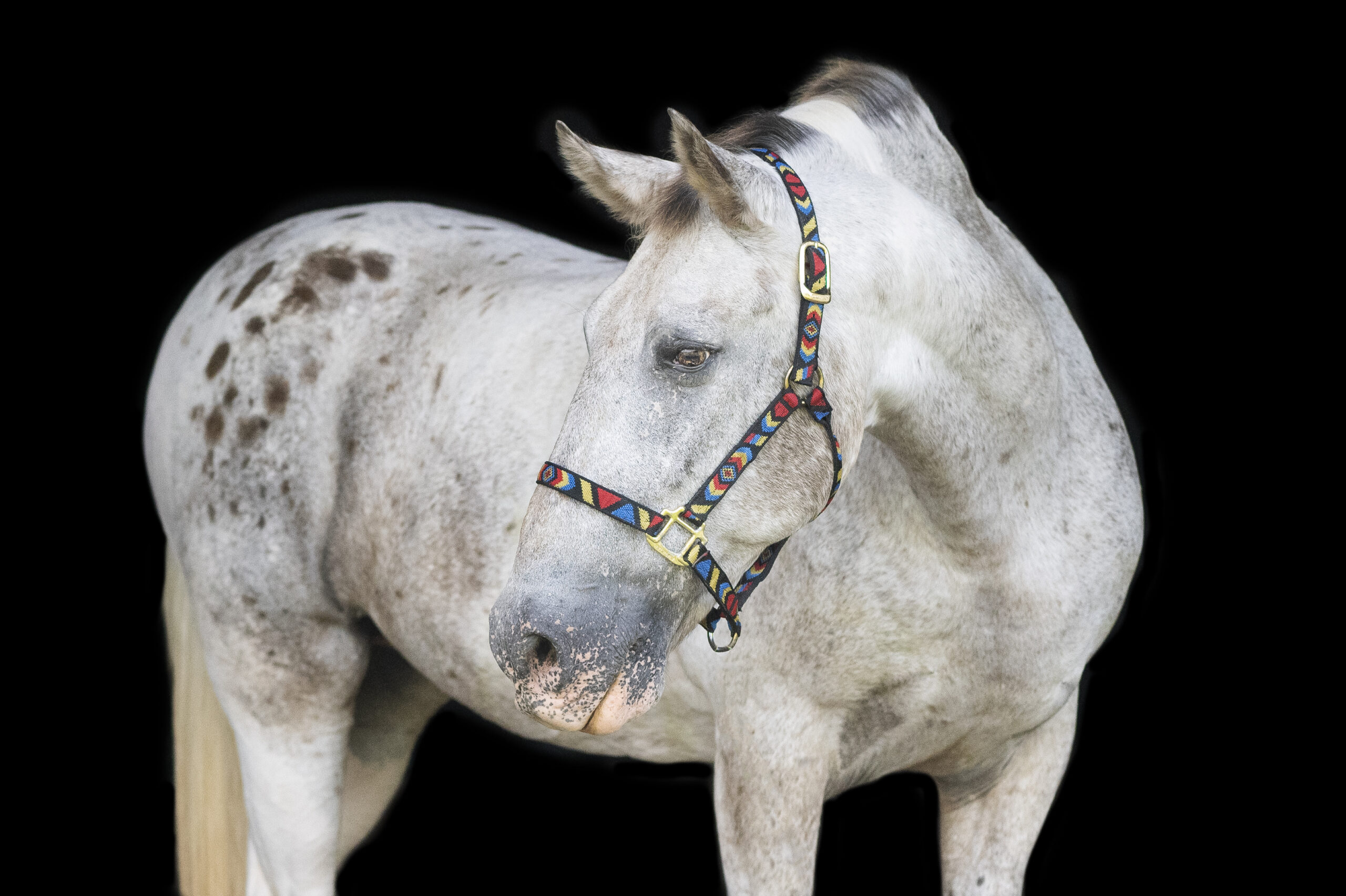 horse on black background looking over his shoulder